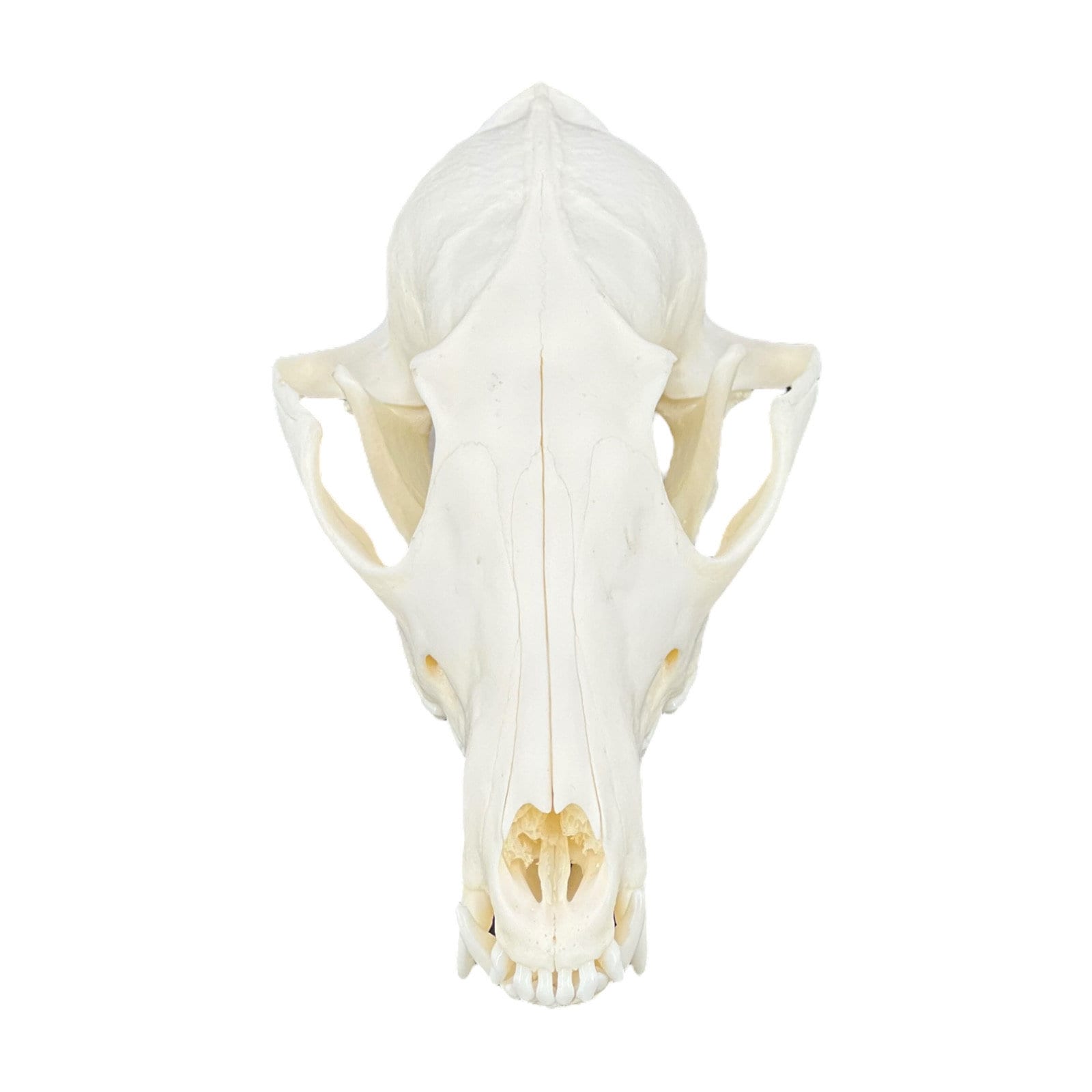 Real Red Fox Skull (Vulpes vulpes), degreased and whitened, bone art, perfectly clean animal skull - Image 4