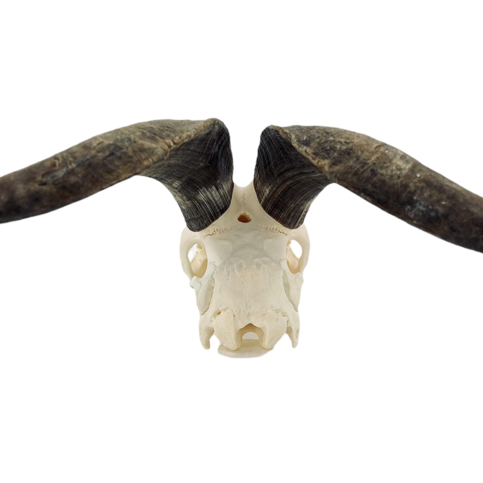 Real huge Goat Skull with horns, animal Skull, capra hircus, perfectly clean bone, home decor - Image 10