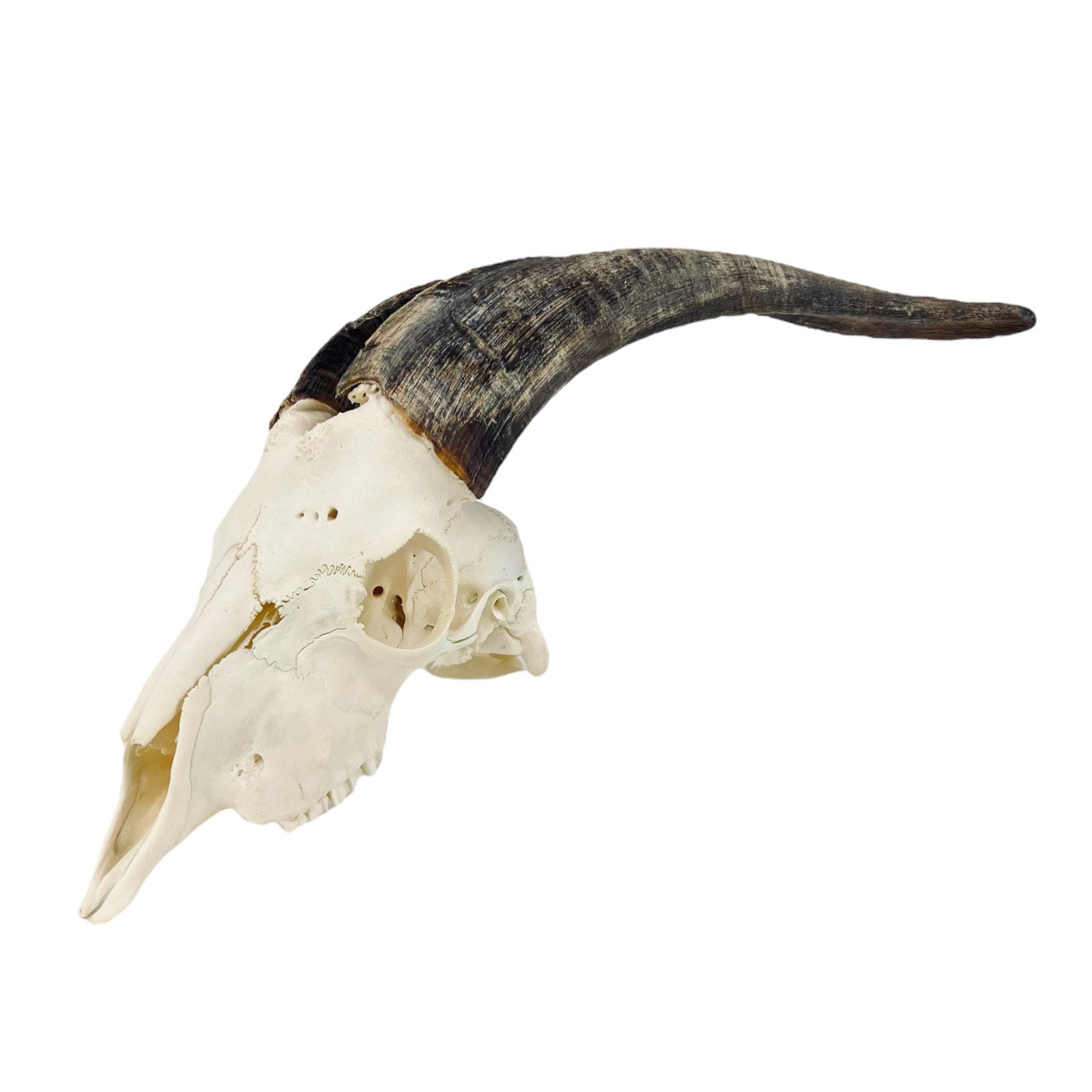 Real huge Goat Skull with horns, animal Skull, capra hircus, perfectly clean bone, home decor - Image 8