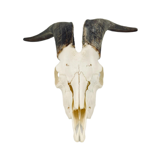 Real huge Goat Skull with horns, animal Skull, capra hircus, perfectly clean bone, home decor - Image 2