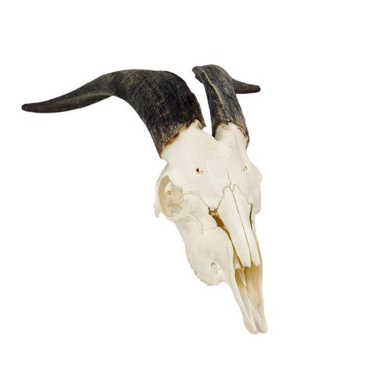 Real huge Goat Skull with horns