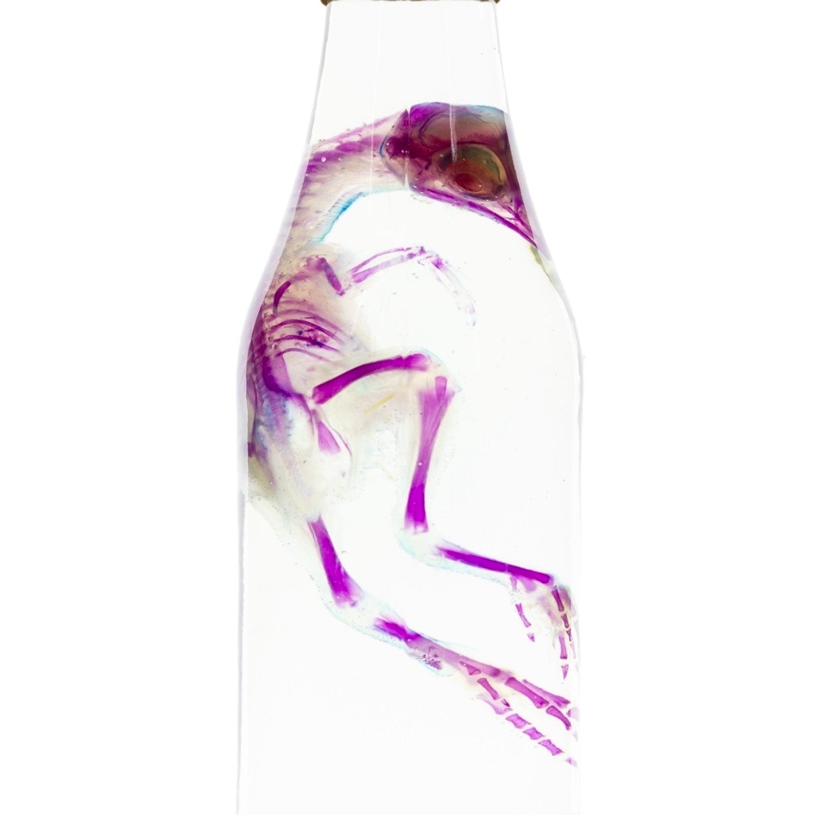 Diaphonized Chick Chicken, bird. Purple blue diaphonization, wet specimen, diaphonised bird skeleton - Image 4
