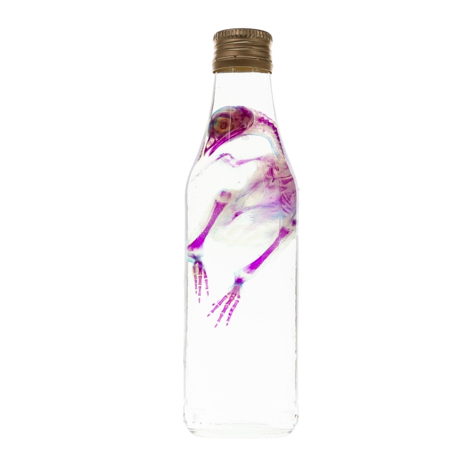 Diaphonized Chick Chicken, bird. Purple blue diaphonization, wet specimen, diaphonised bird skeleton - Image 7
