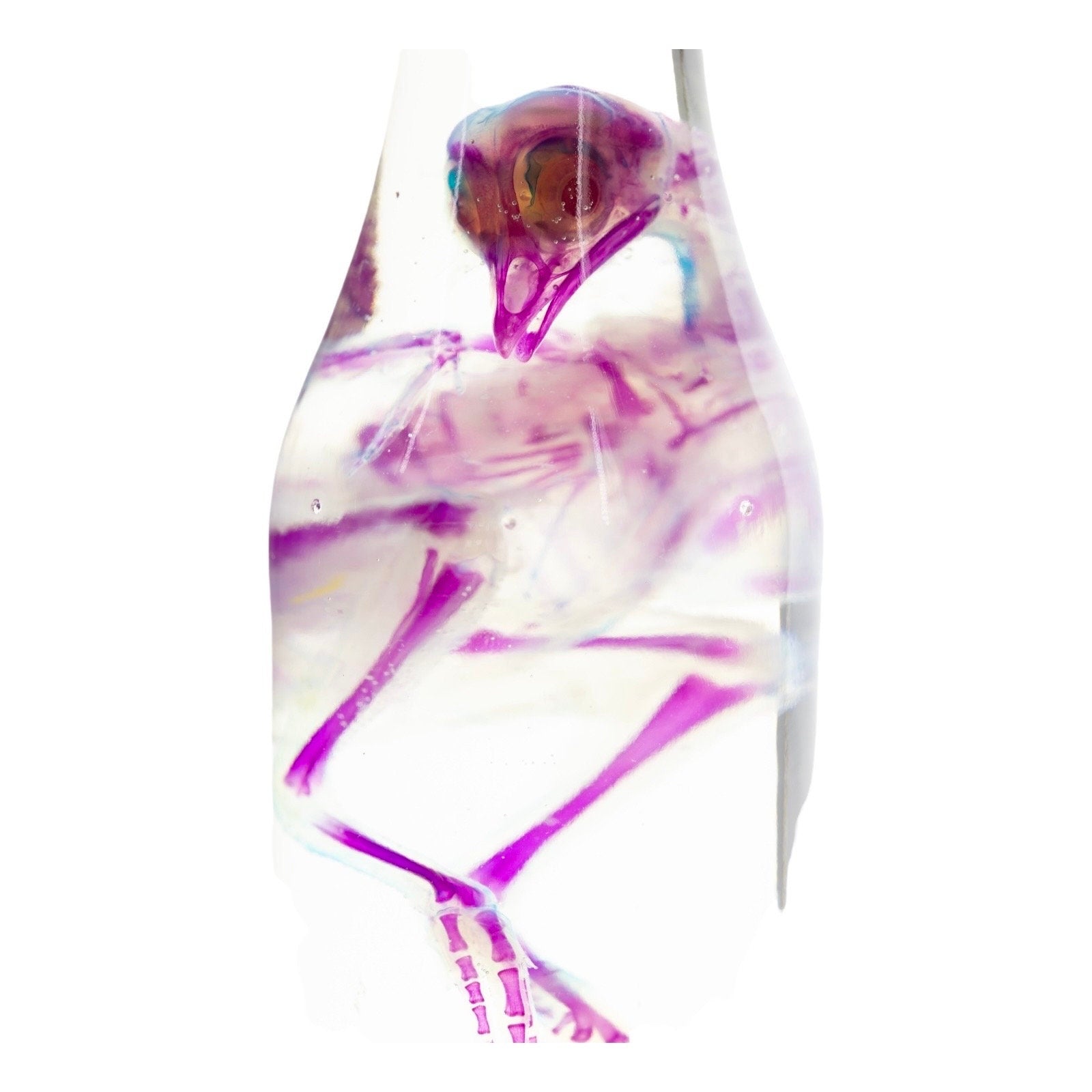 Diaphonized Chick Chicken, bird. Purple blue diaphonization, wet specimen, diaphonised bird skeleton - Image 2