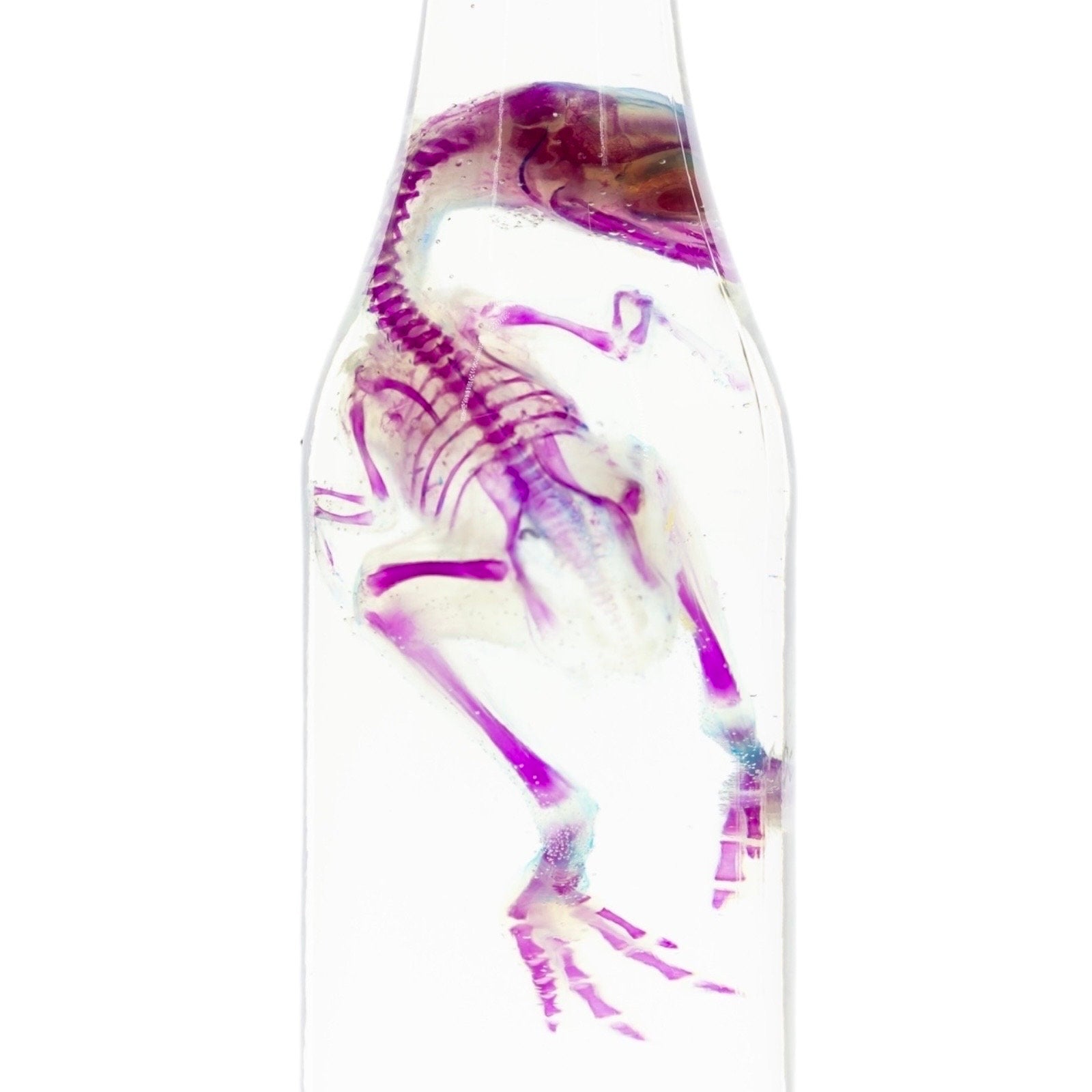 Diaphonized Chick Chicken, bird. Purple blue diaphonization, wet specimen, diaphonised bird skeleton - Image 5