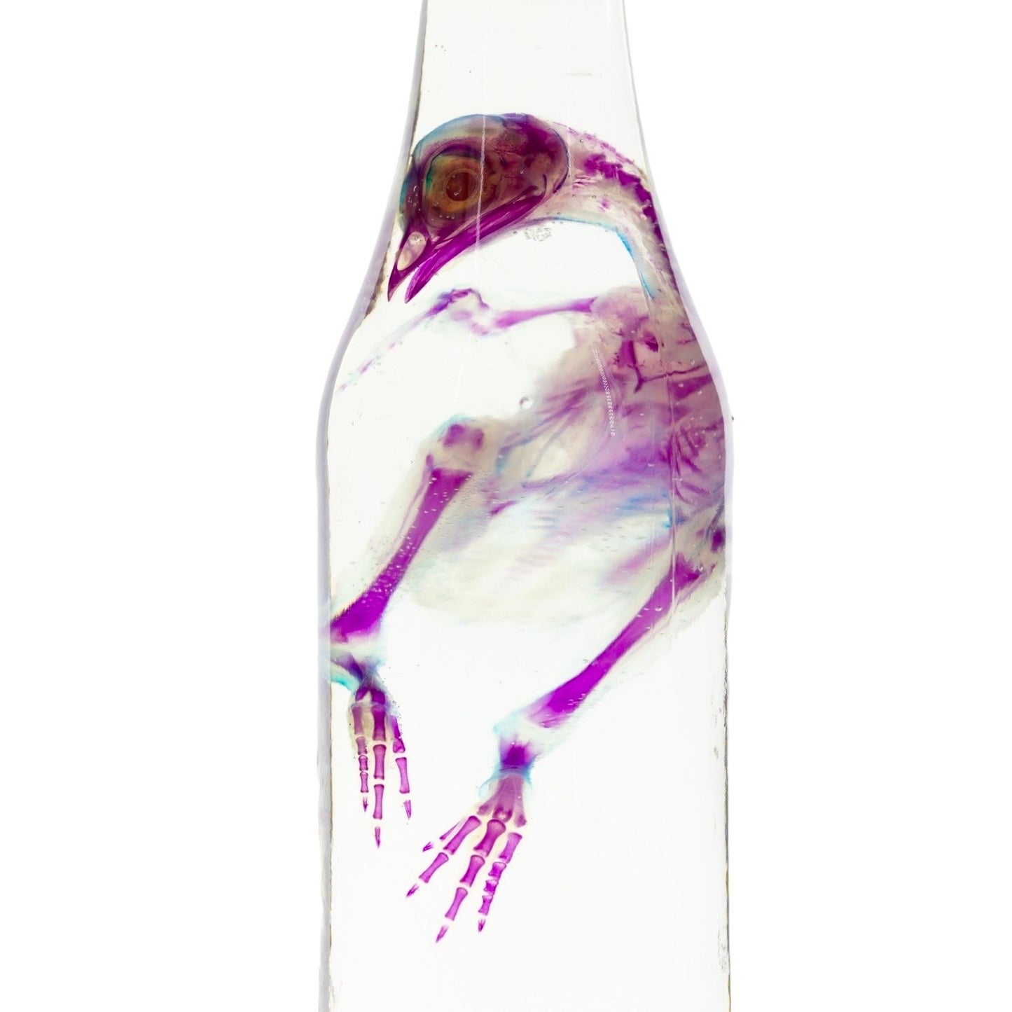 Diaphonized Chick Chicken, bird. Purple blue diaphonization, wet specimen, diaphonised bird skeleton - Image 3