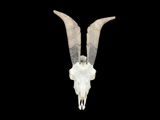 Real huge Goat Skull, Capra Hircus, professionally cleaned, animal skull decor, skull with horns - Image 2