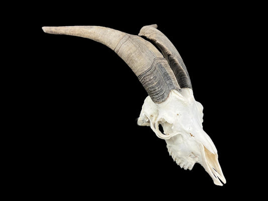 Real huge Goat Skull Capra Hircus