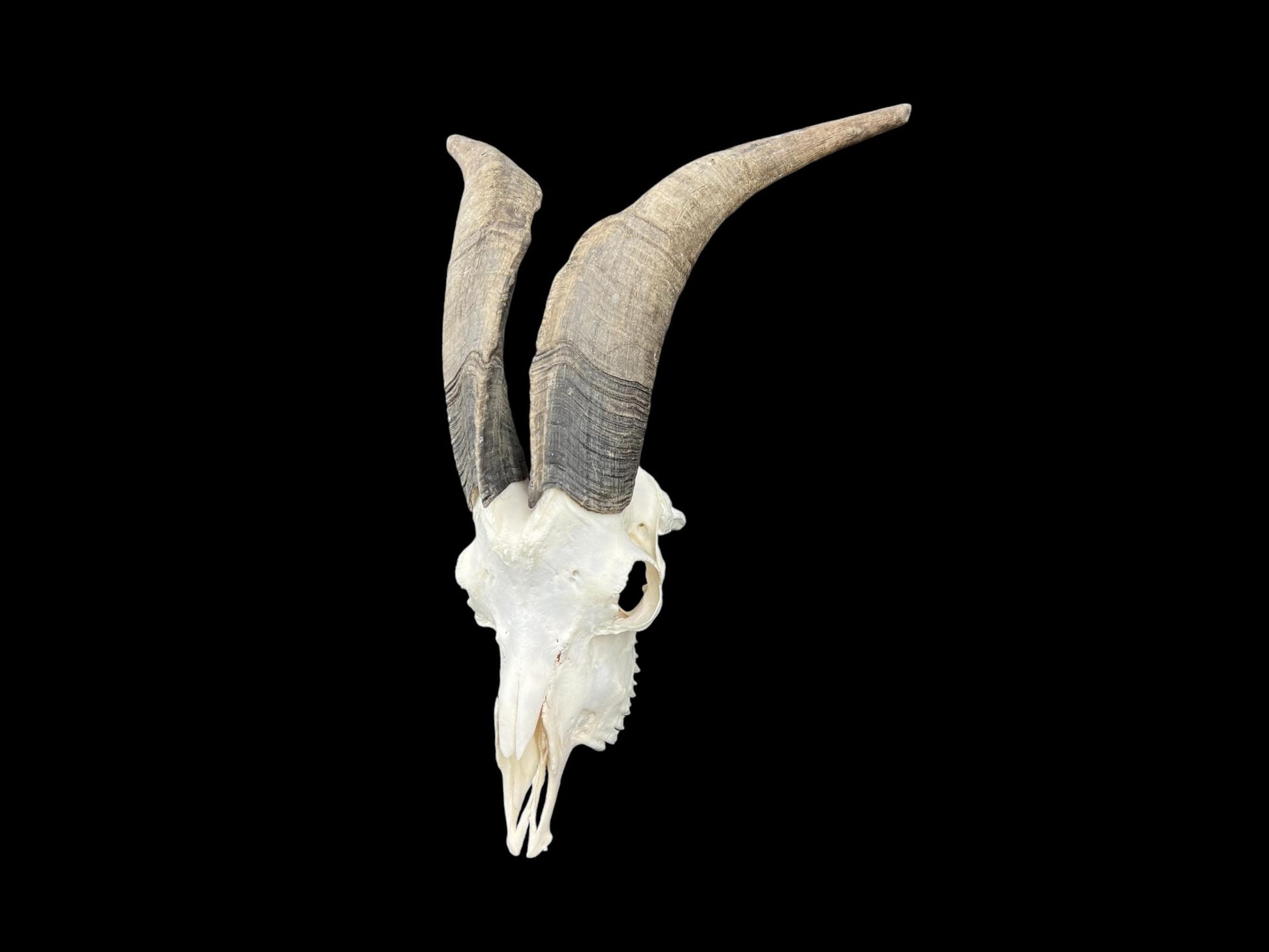 Real huge Goat Skull, Capra Hircus, professionally cleaned, animal skull decor, skull with horns - Image 8