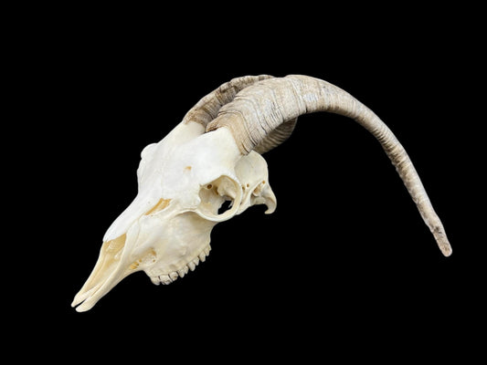 Real Goat Skull (Capra hircus)
