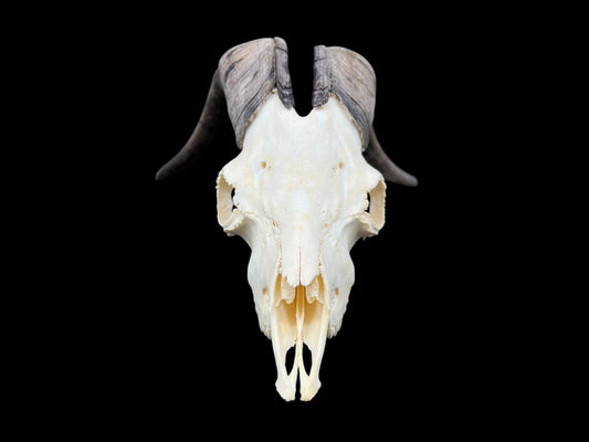 Real Goat Skull with dark horns