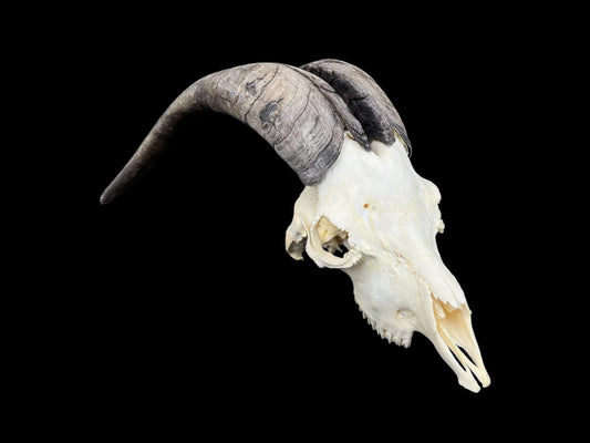 Real Goat Skull with dark horns (Capra Hircus) perfectly clean animal skull, real white bone, veterinary, animal bones - Image 2