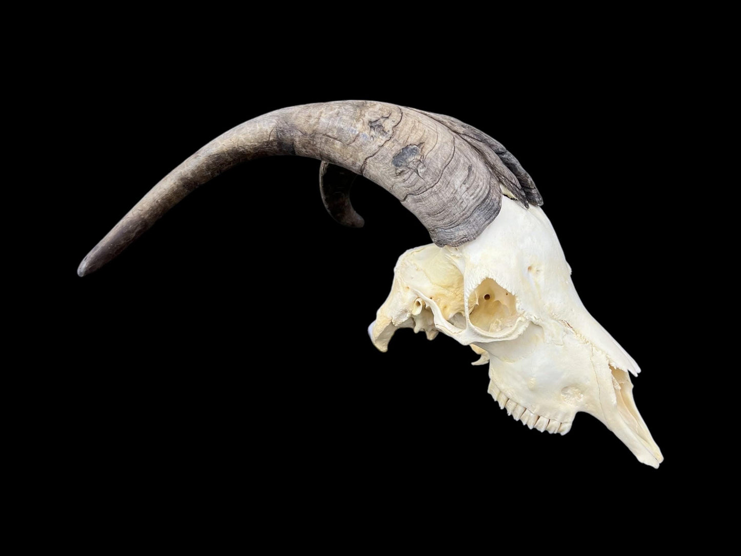 Real Goat Skull with dark horns (Capra Hircus) perfectly clean animal skull, real white bone, veterinary, animal bones - Image 4