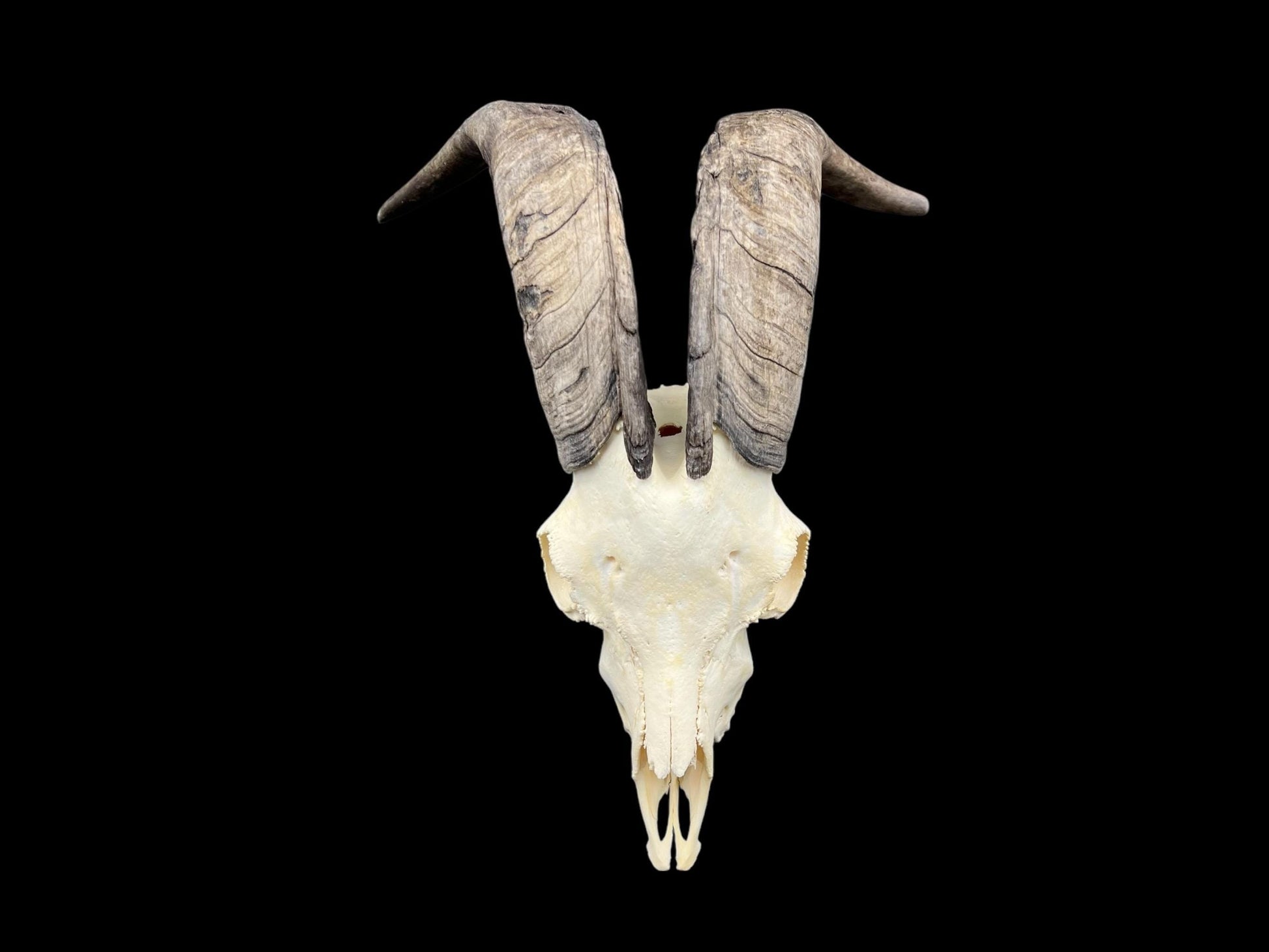 Real Goat Skull with dark horns (Capra Hircus) perfectly clean animal skull, real white bone, veterinary, animal bones - Image 7