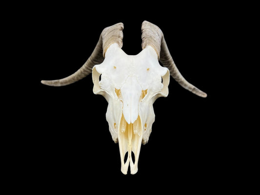 Real Goat Skull (Capra hircus) with dark horns, professionally cleaned, white animal skull, skull decor - Image 2