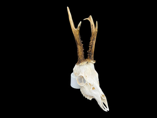 Real Roe Deer skull with antlers (Capreolus capreolus) whole and perfect condition, heavy skull roebuck - Image 2