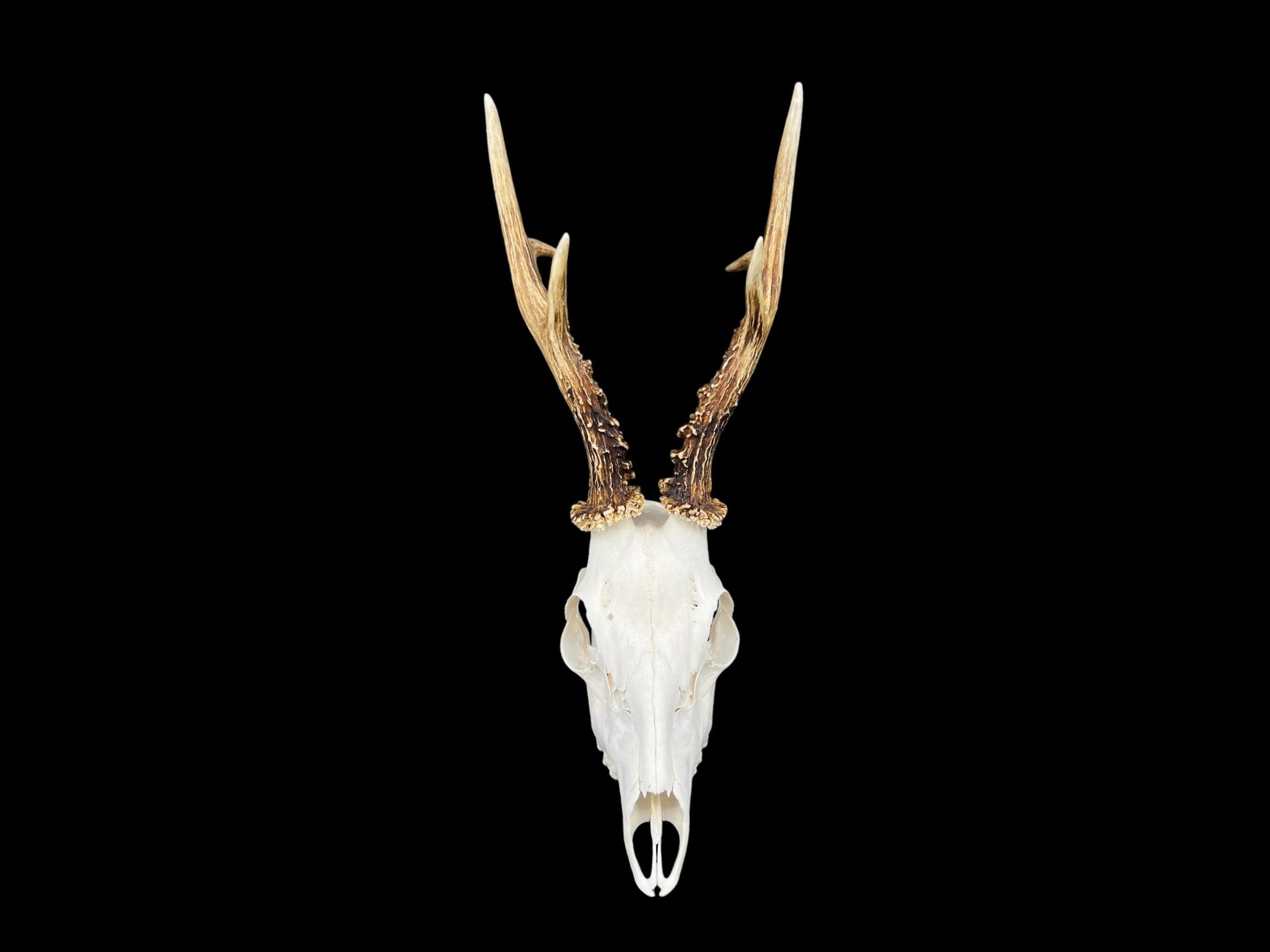 Real Roe Deer skull with antlers (Capreolus capreolus) whole and perfect condition, heavy skull roebuck - Image 7