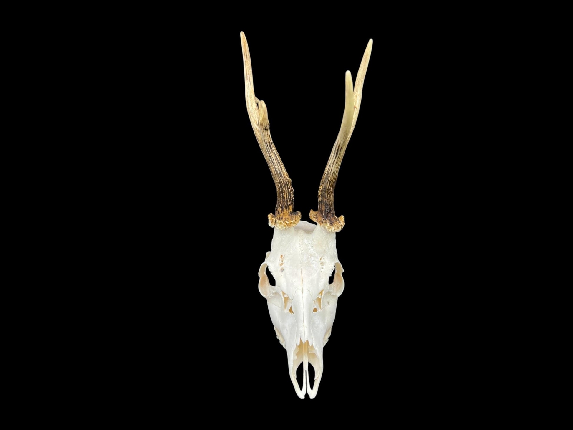 Real Roe Deer skull with antlers (Capreolus capreolus) whole and perfect condition, heavy skull roebuck - Image 10
