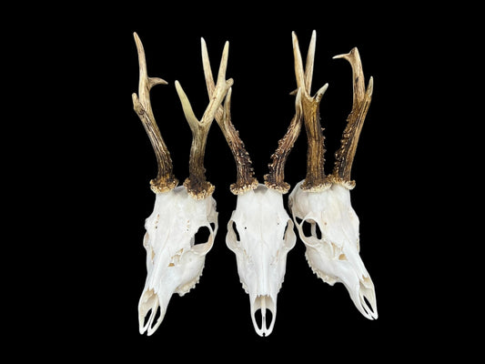 Real Roe Deer skull with antlers (Capreolus capreolus)