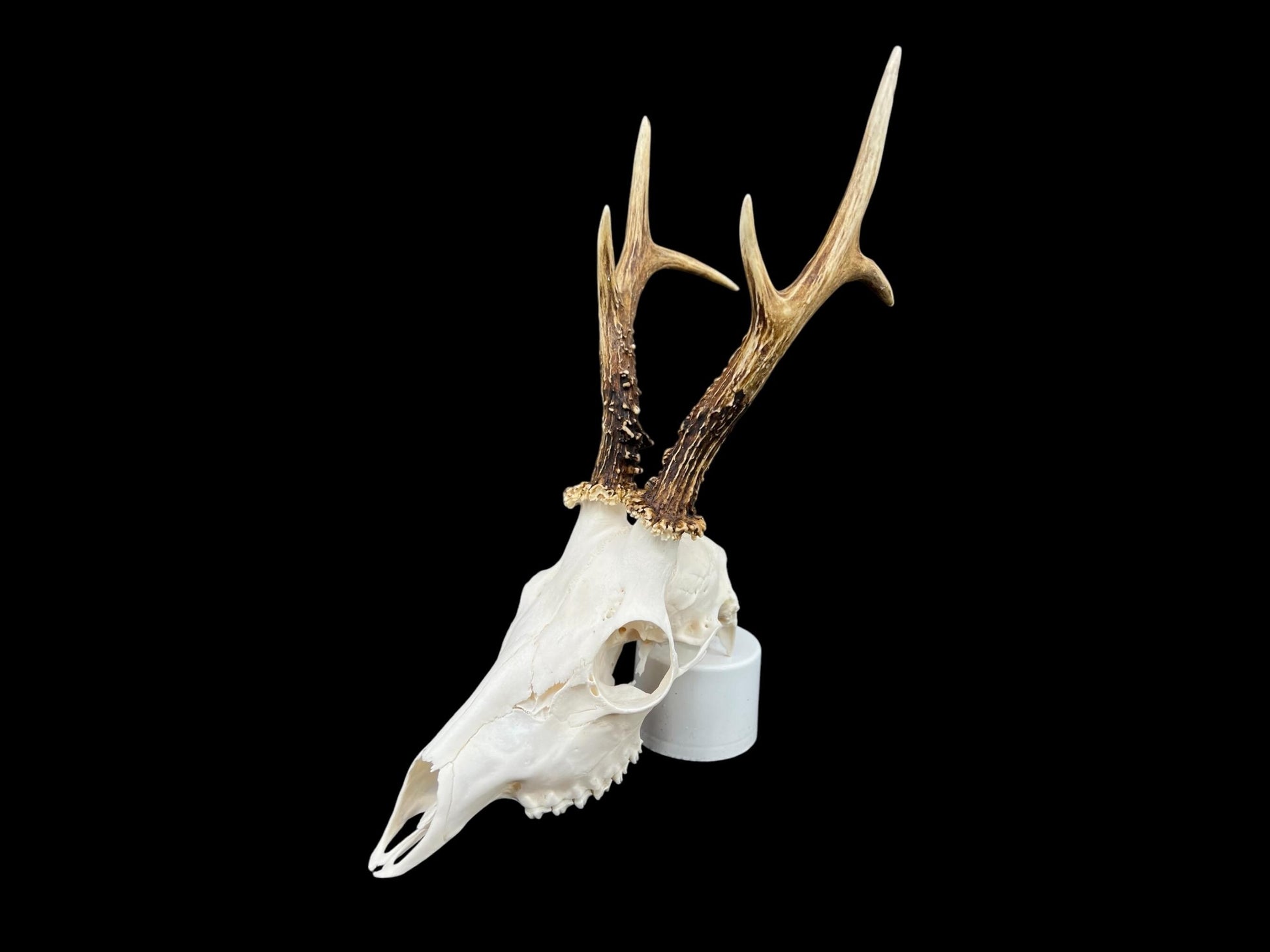 Real Roe Deer skull with antlers (Capreolus capreolus) whole and perfect condition, heavy skull roebuck - Image 6