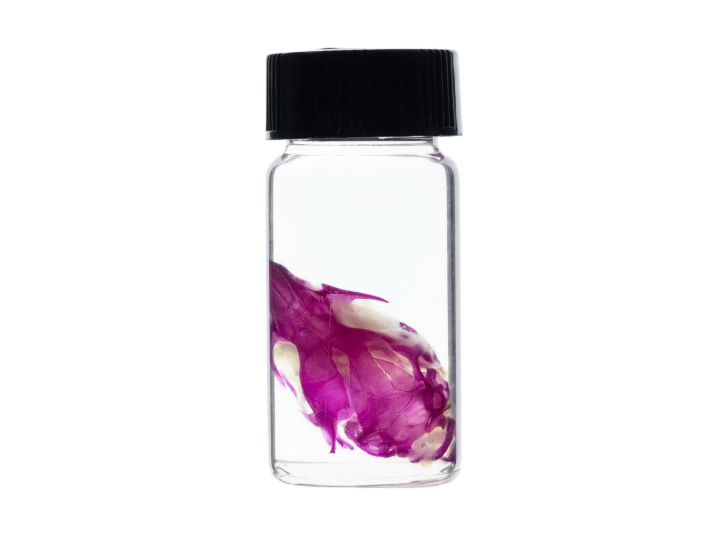 Diaphonized Rat skull, purple diaphonized, wet specimen, diaphonization animal head, diaphonised specimen - Image 6
