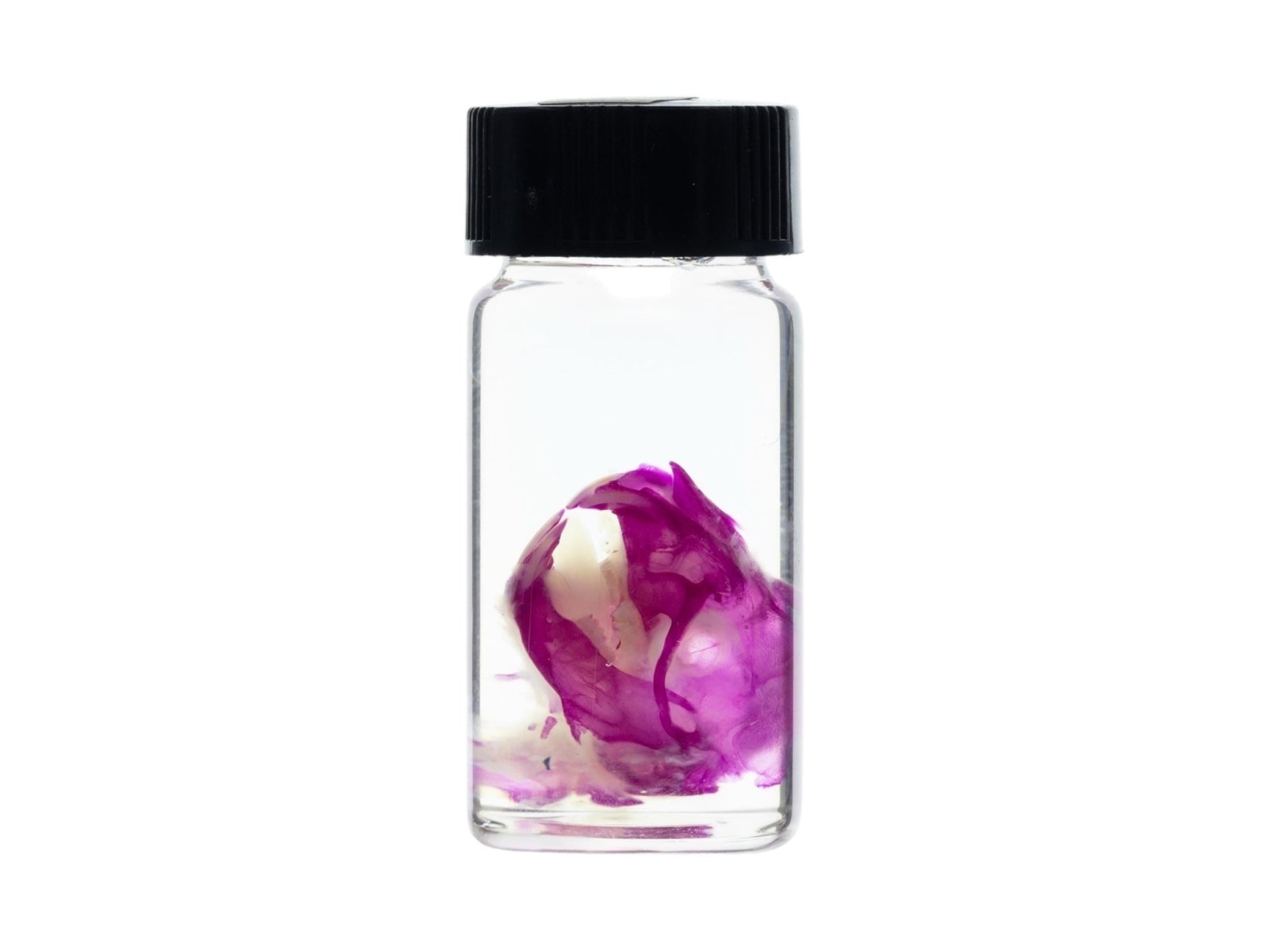 Diaphonized Rat skull, purple diaphonized, wet specimen, diaphonization animal head, diaphonised specimen - Image 4
