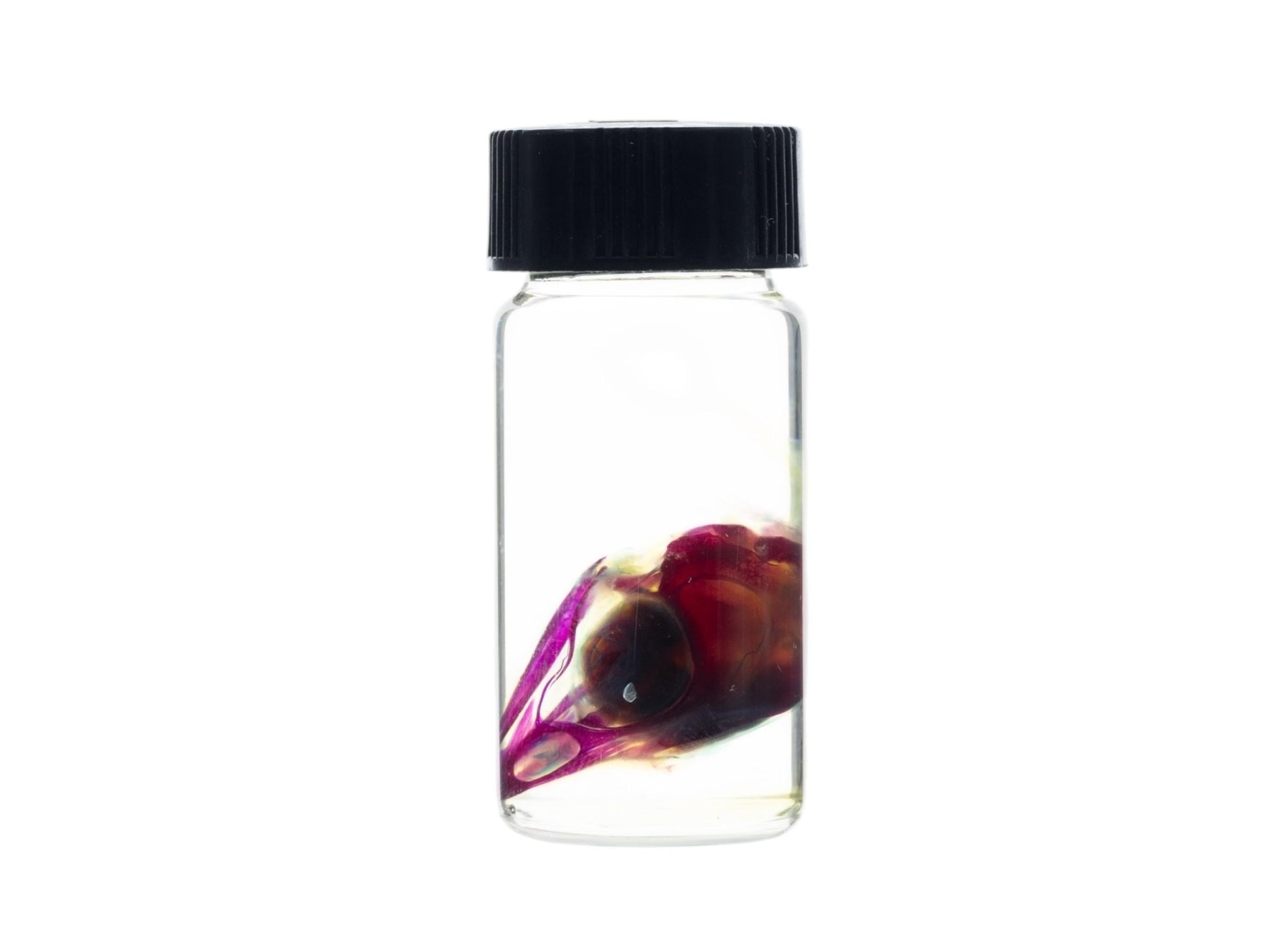 Diaphonized Chicken skull, purple diaphonized, wet specimen, diaphonization animal head, diaphonised specimen - Image 2