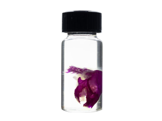 Diaphonized Mouse skull