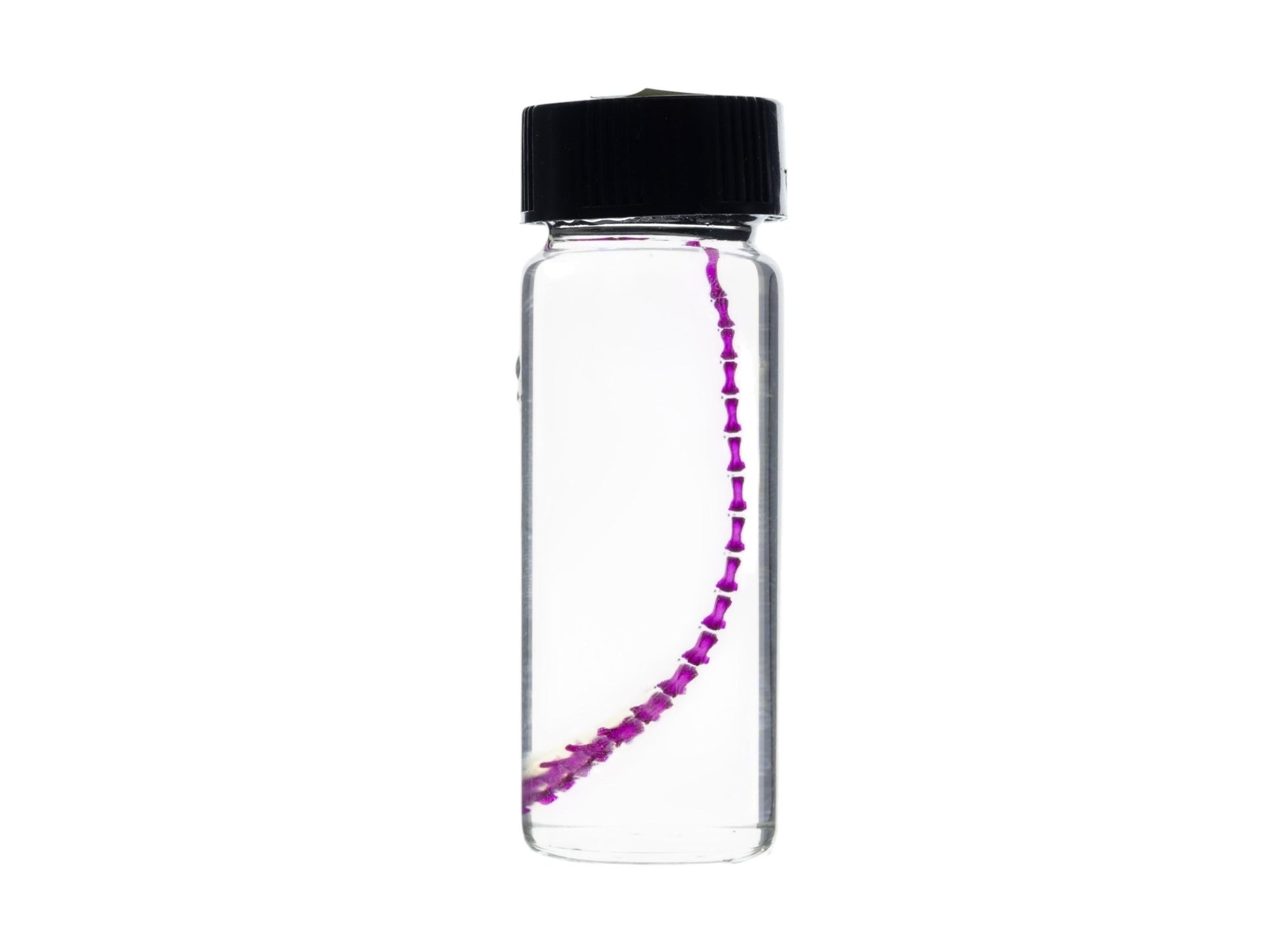 Diaphonized Mouse tail, purple diaphonized, wet specimen, diaphonization animal skeleton, diaphonised specimen - Image 5