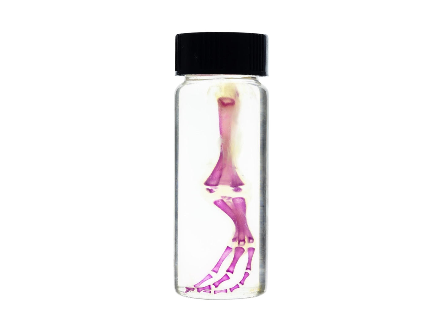 Diaphonized duckling limb, purple diaphonized, wet specimen, diaphonization bird leg, diaphonised specimen - Image 7