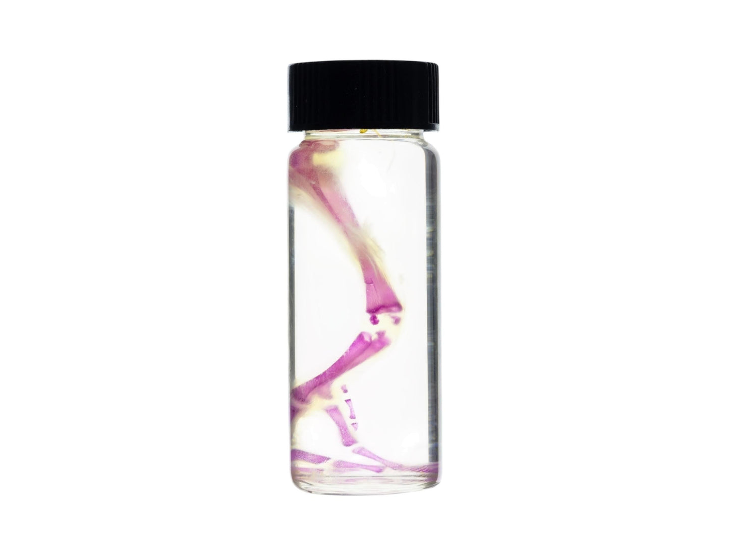 Diaphonized duckling limb, purple diaphonized, wet specimen, diaphonization bird leg, diaphonised specimen - Image 5
