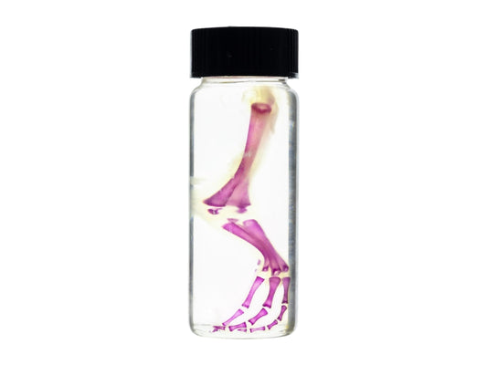 Diaphonized duckling limb