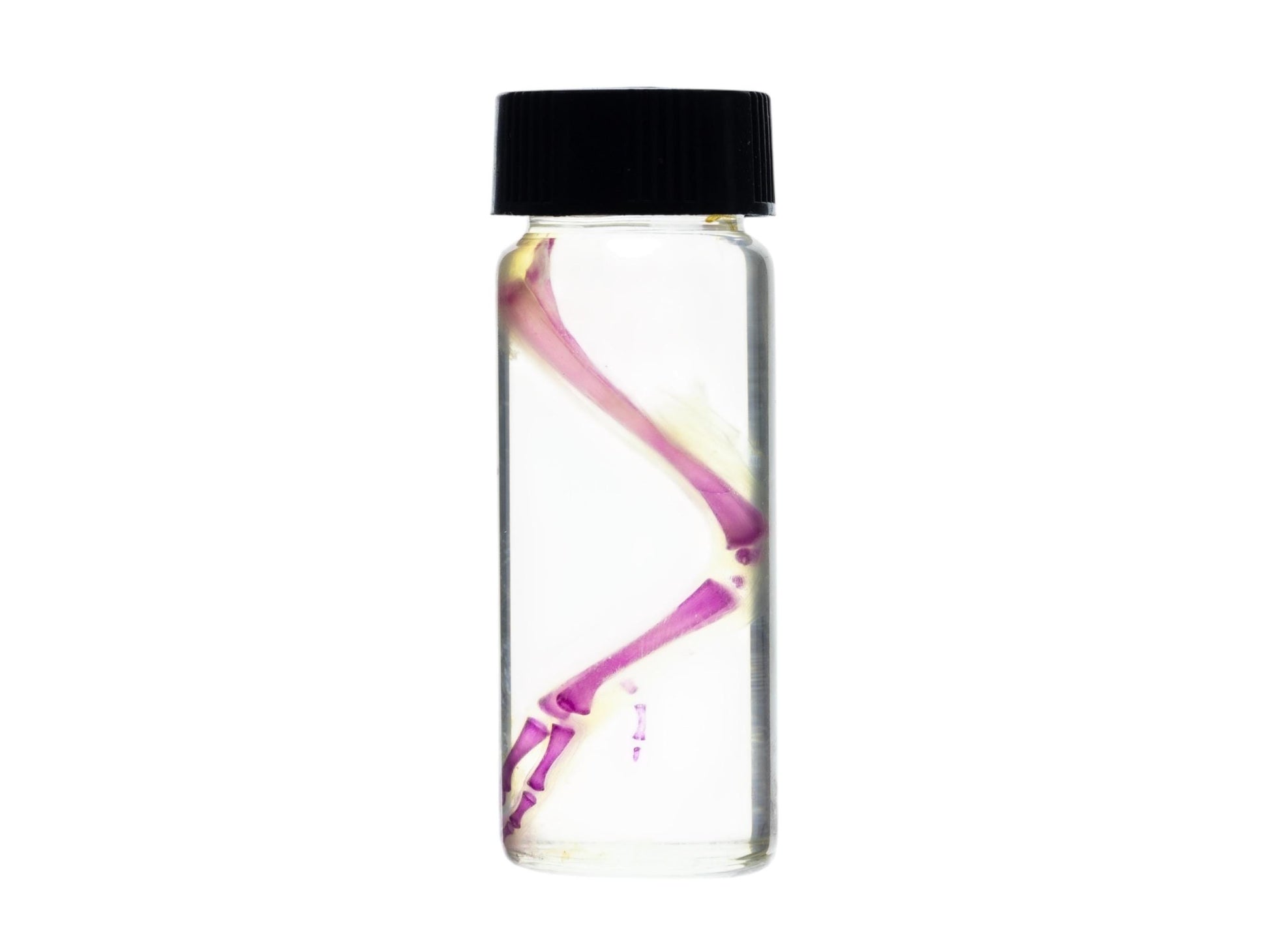 Diaphonized duckling limb, purple diaphonized, wet specimen, diaphonization bird leg, diaphonised specimen - Image 3