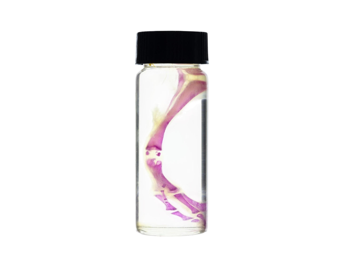 Diaphonized duckling limb, purple diaphonized, wet specimen, diaphonization bird leg, diaphonised specimen - Image 8