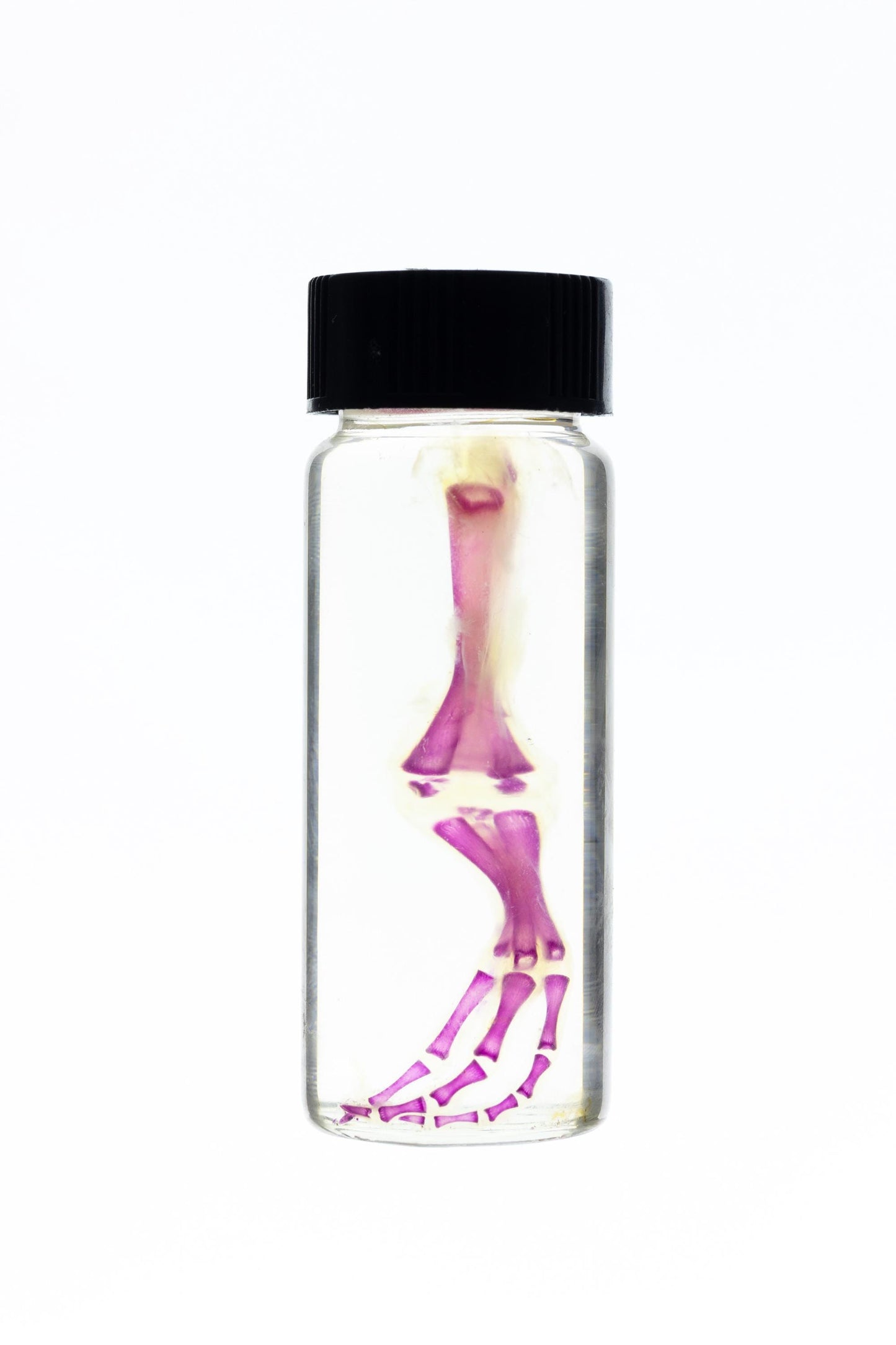 Diaphonized duckling limb, purple diaphonized, wet specimen, diaphonization bird leg, diaphonised specimen - Image 6