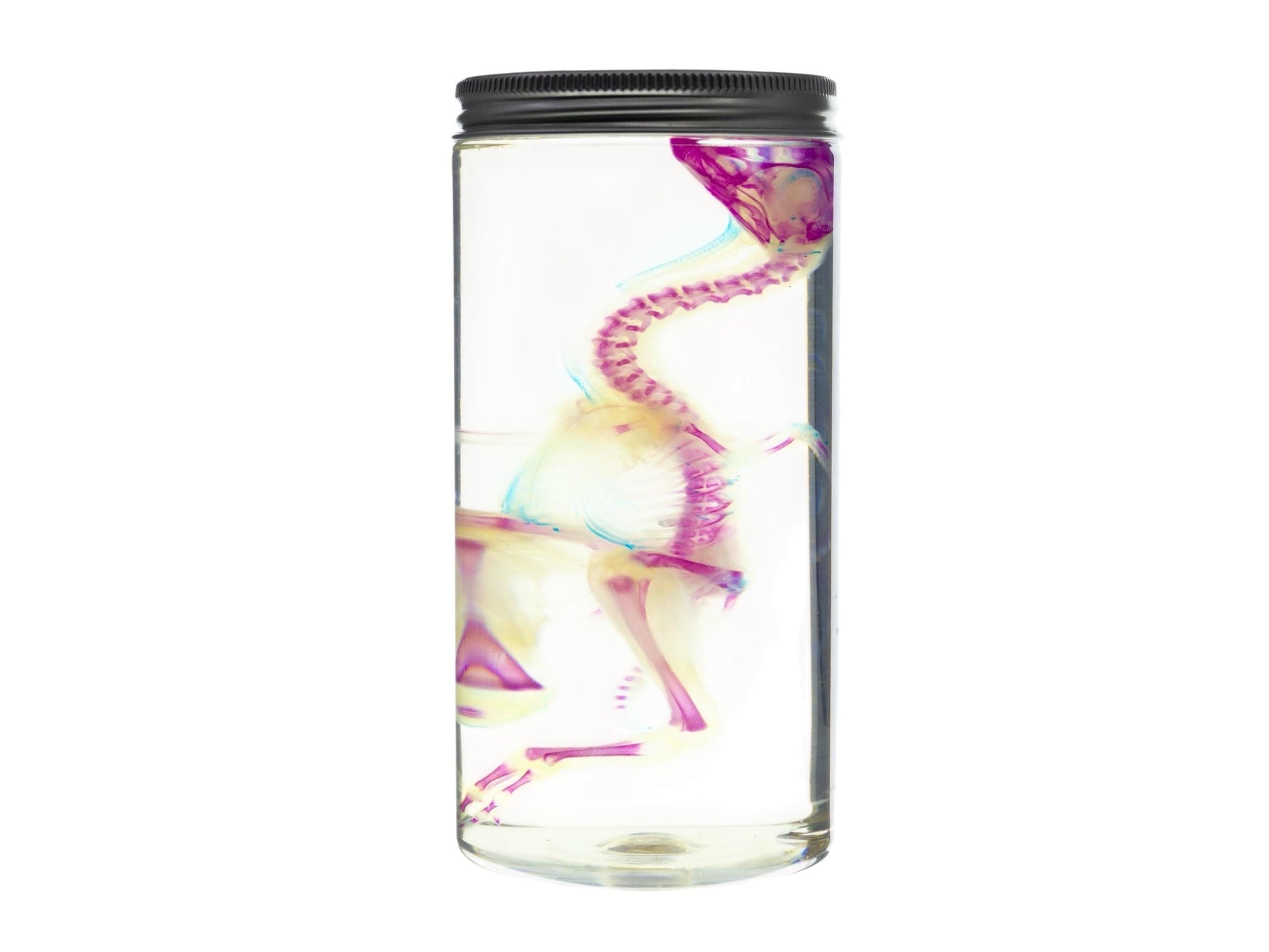 Diaphonized DUCK skeleton, duckling, bird. Purple diaphonization, wet specimen, bird bones - Image 2