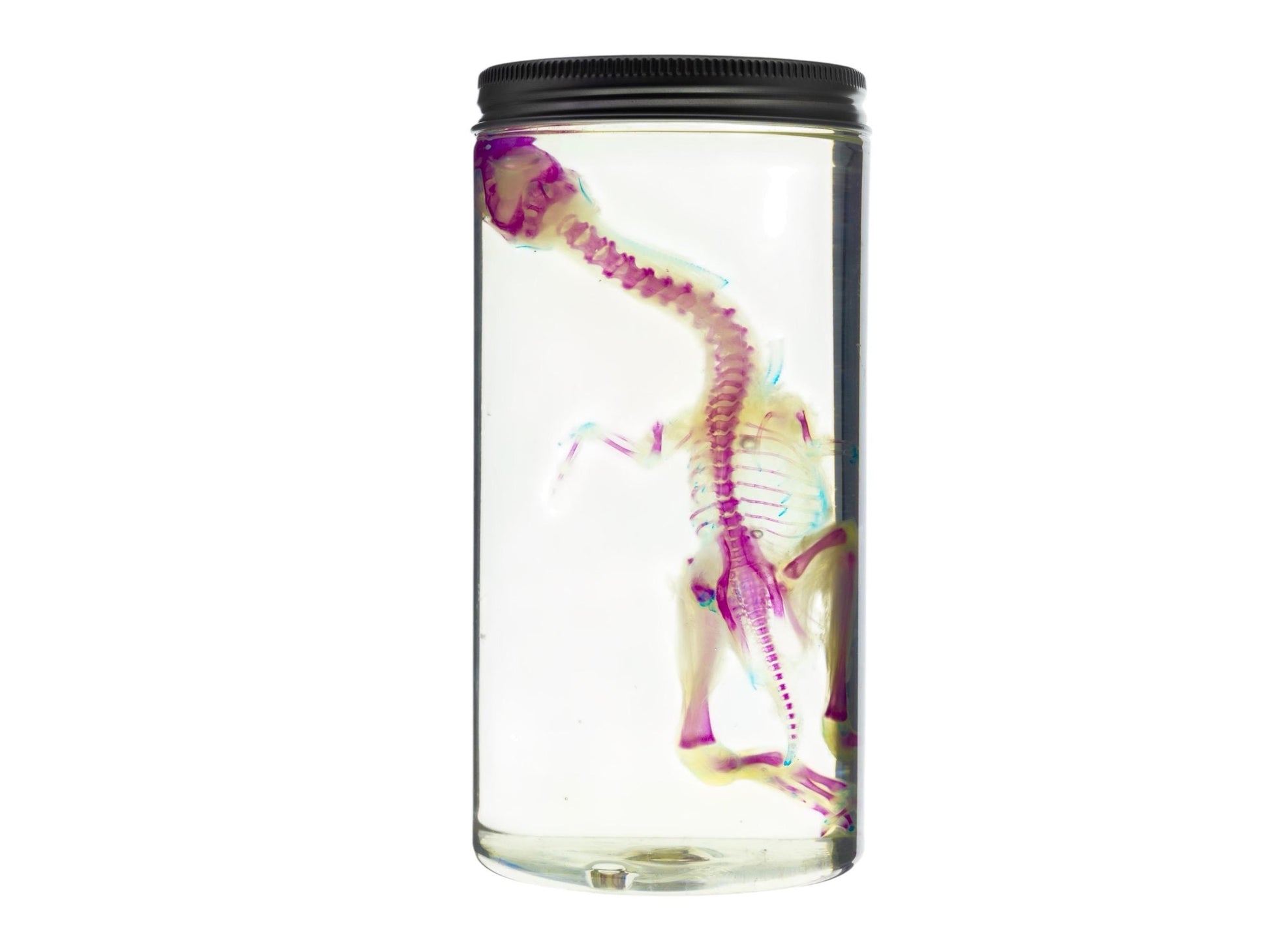 Diaphonized DUCK skeleton, duckling, bird. Purple diaphonization, wet specimen, bird bones - Image 5