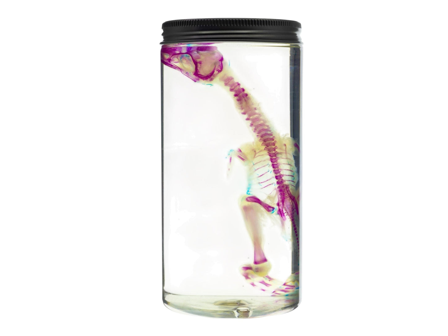 Diaphonized DUCK skeleton, duckling, bird. Purple diaphonization, wet specimen, bird bones - Image 4