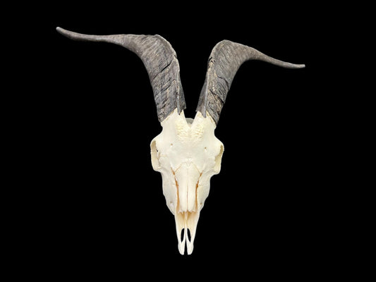 Real Goat Skull (Capra hircus)