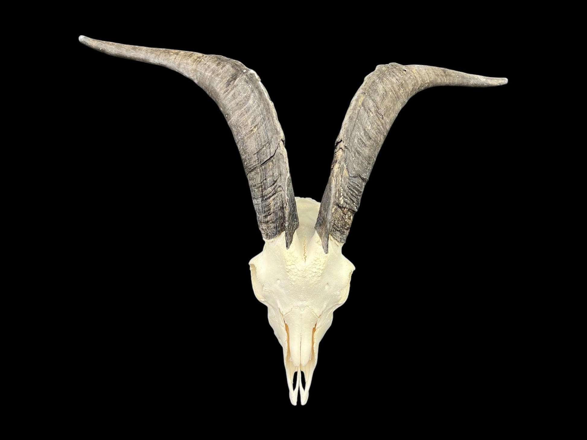 Real Goat Skull (Capra hircus) with long horns, professionally cleaned, huge animal skull, skull decor - Image 7