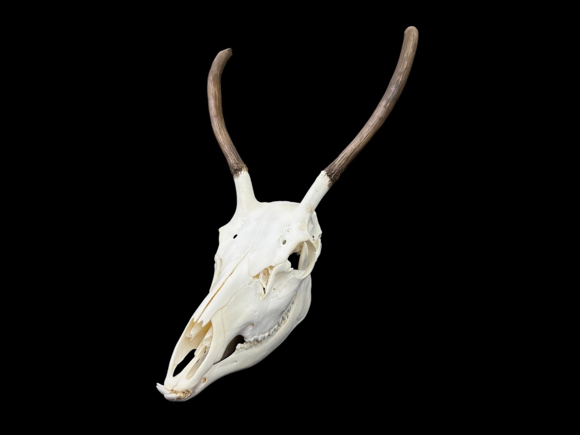 Real European Deer skull (Cervus), clean skull, white animal bones, animal skull with antlers - Image 2