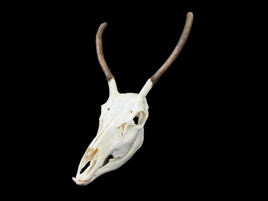 Real European Deer skull (Cervus), clean skull, white animal bones, animal skull with antlers - Image 2