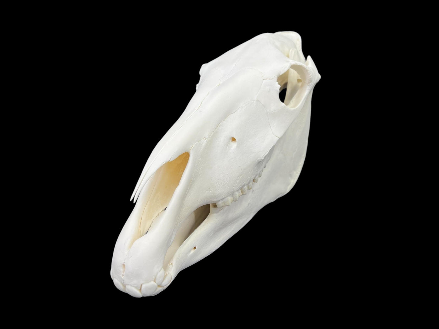 Real Horse skull (Equus caballus), degreased and whitened bone, anatomy skull, complete huge skull, skull decor - Image 4
