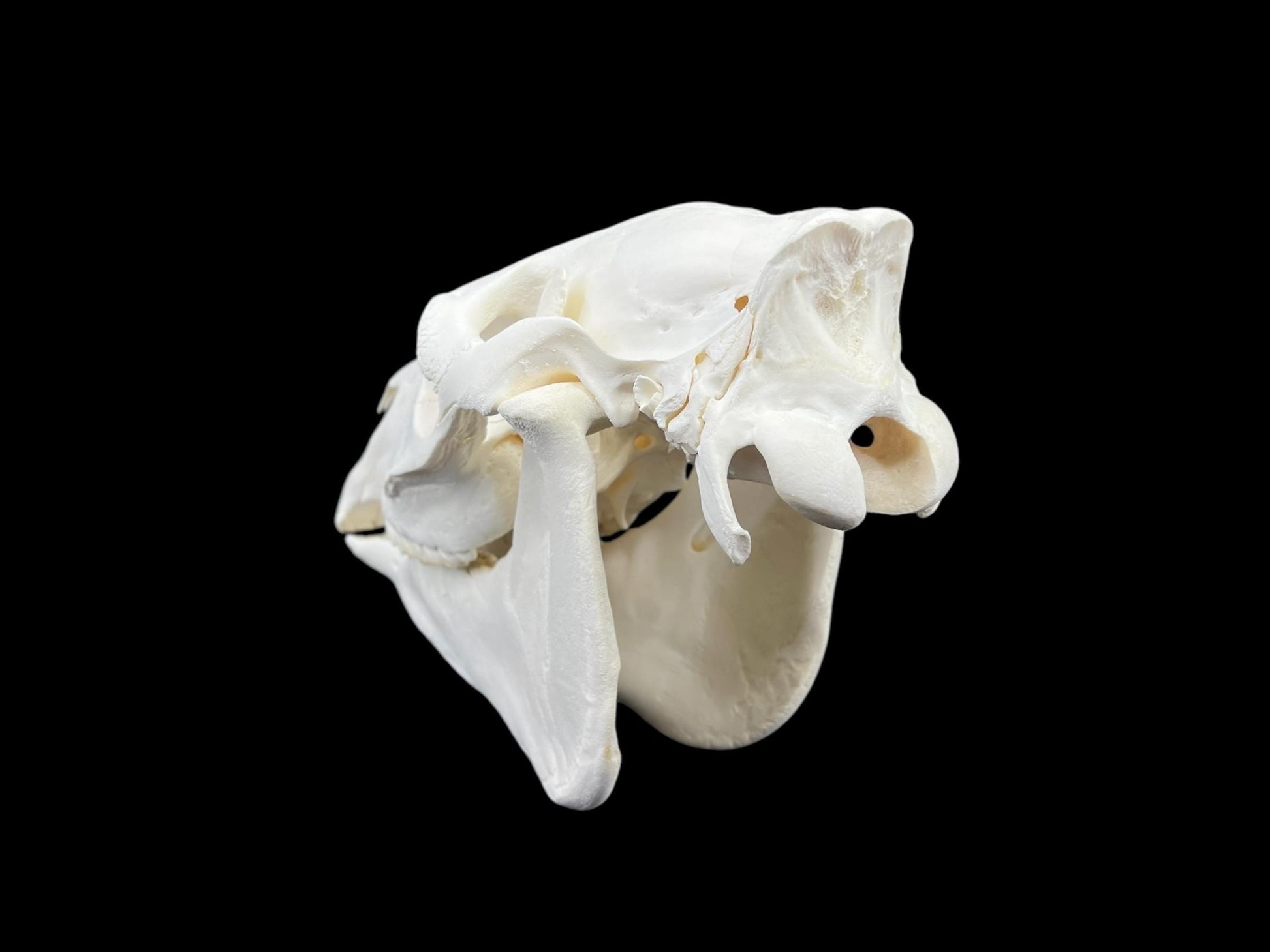 Real Horse skull (Equus caballus), degreased and whitened bone, anatomy skull, complete huge skull, skull decor - Image 8