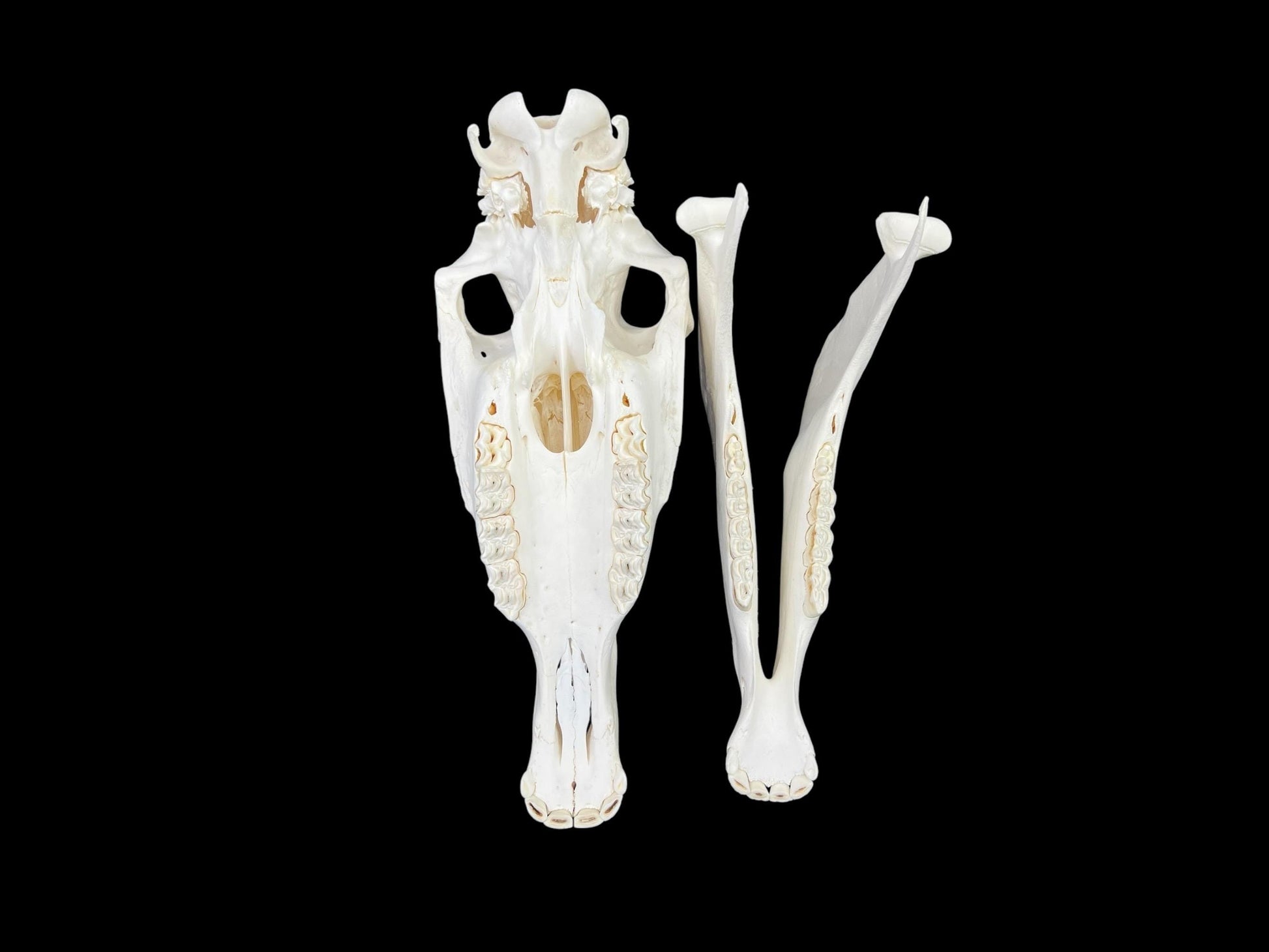 Real Horse skull (Equus caballus), degreased and whitened bone, anatomy skull, complete huge skull, skull decor - Image 7