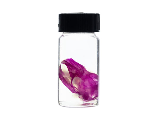 Diaphonized Rat skull