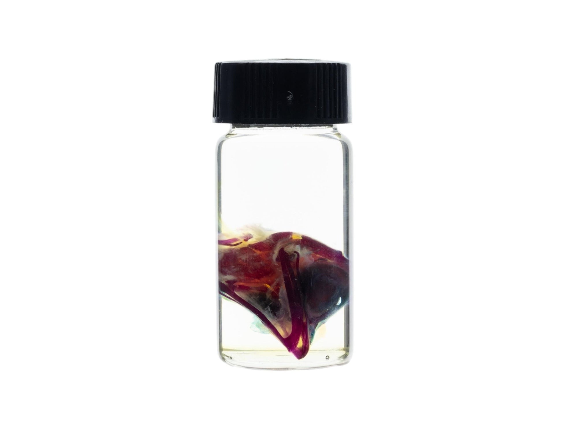 Diaphonized Chicken skull, purple diaphonized, wet specimen, diaphonization animal head, diaphonised specimen - Image 3