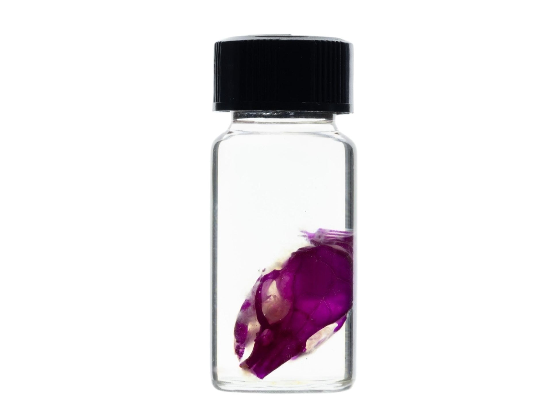 Diaphonized Mouse skull, purple diaphonized, wet specimen, diaphonization animal head, diaphonised specimen - Image 3