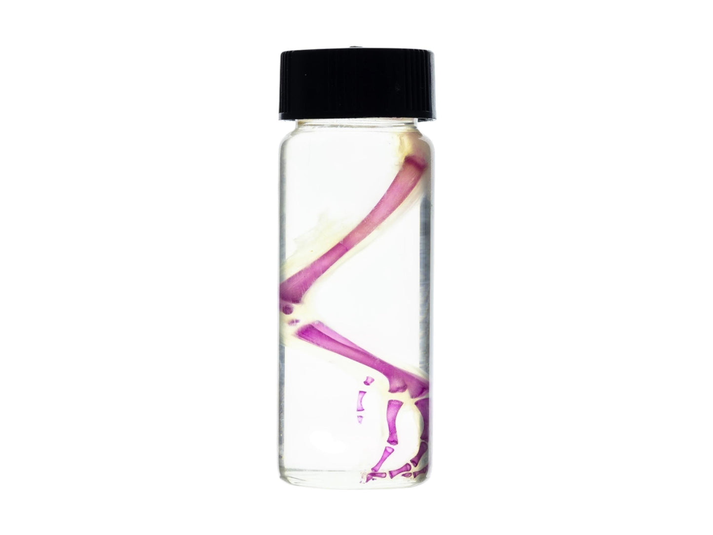 Diaphonized duckling limb, purple diaphonized, wet specimen, diaphonization bird leg, diaphonised specimen - Image 2