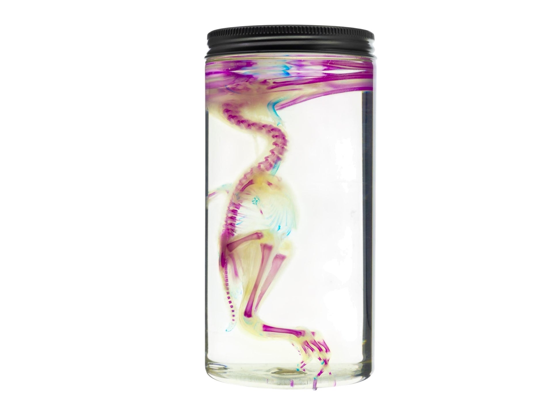 Diaphonized DUCK skeleton, duckling, bird. Purple diaphonization, wet specimen, bird bones - Image 7